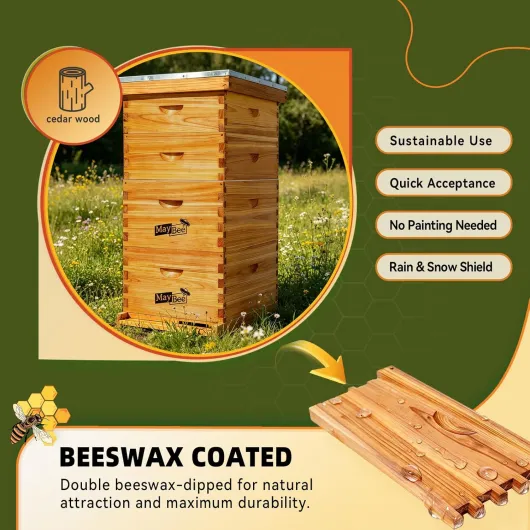 Maybee Langstroth Ruche 10 cadres trempée dans de la cire d'abeille 100 % Kit de démarrage complet pour ruches et fournitures comprenant 2 boîtes à abeilles profondes et 2 ruches avec cadres et fond