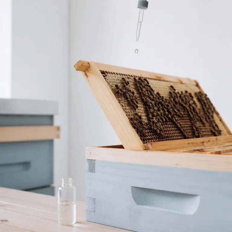 Lutte contre le varroa : pourquoi votre premier traitement ne doit pas être Apivar (et ce que vous devriez faire à la place)