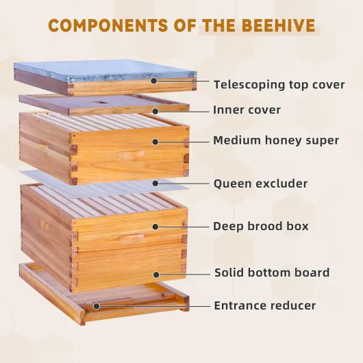 Kit complet de ruche à abeilles avec 10 cadres de ruche, 1 ruche à abeilles profonde, 1 ruche super avec cadres de ruche et fond de teint