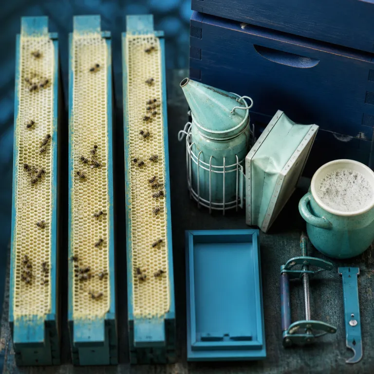 Ruche et abeilles : choisir des ruches complètes fiables pour un miel de qualité